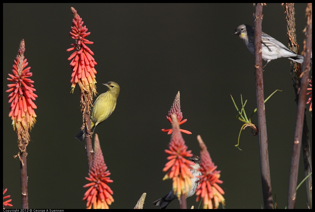 0108-141537-02.jpg - Orange-crowned Warbler