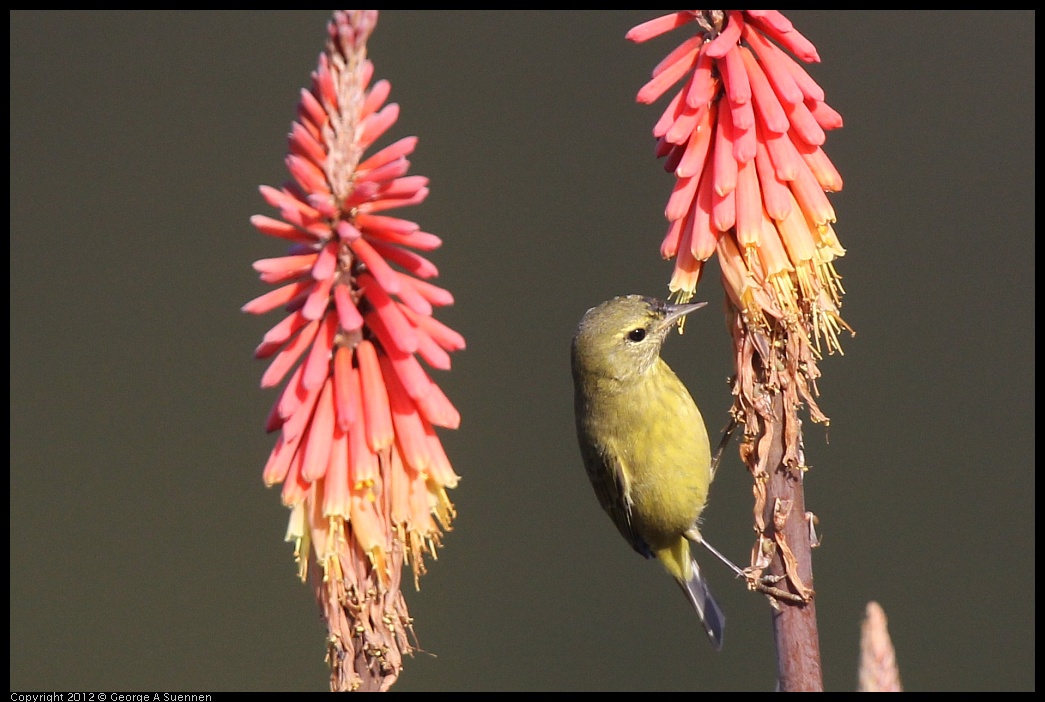 0108-141543-01.jpg - Orange-crowned Warbler