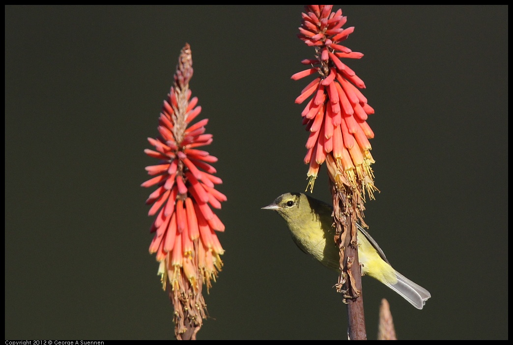 0108-141547-02.jpg - Orange-crowned Warbler