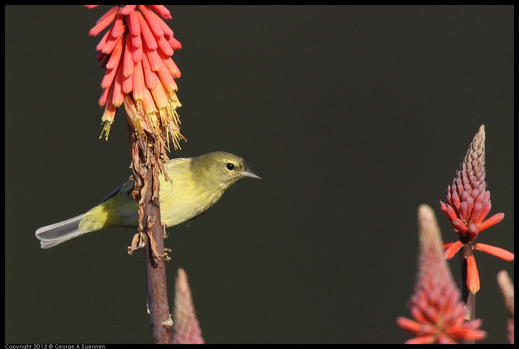 0108-141549-02.jpg - Orange-crowned Warbler