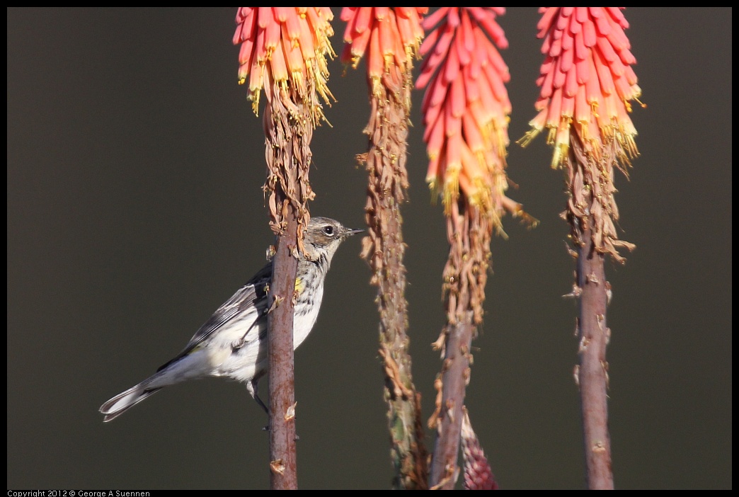 0108-141630-04.jpg - Yellow-rumped Warbler