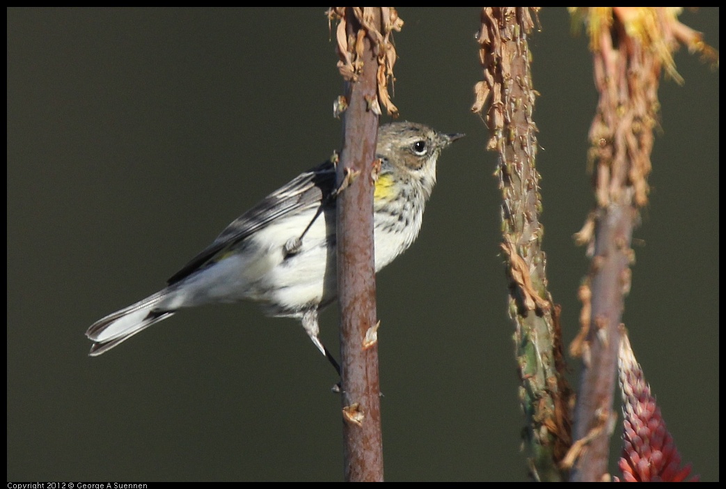 0108-141635-04.jpg - Yellow-rumped Warbler