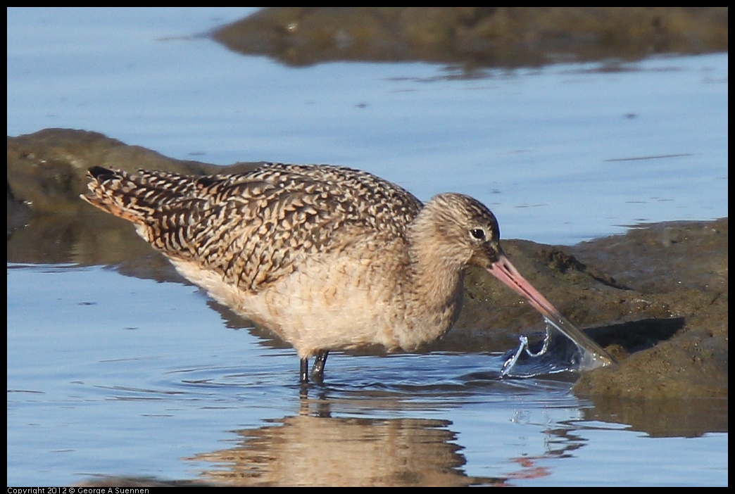 0115-145911-02.jpg - Marbled Godwit