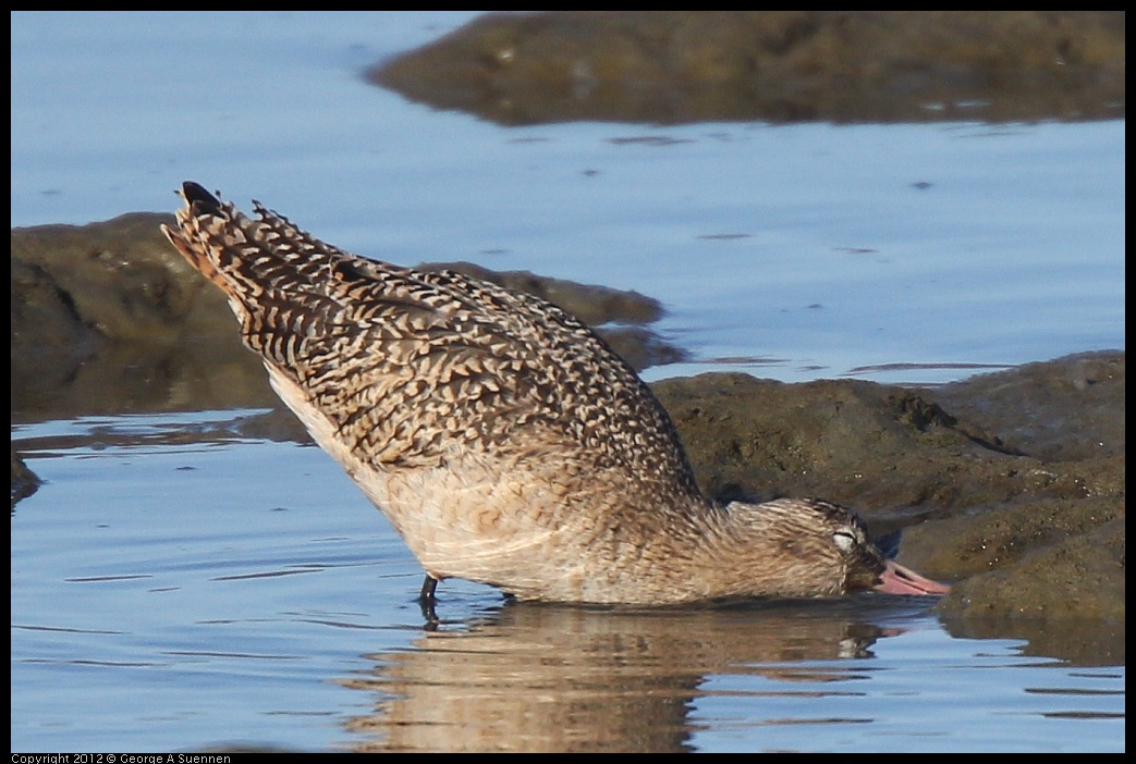 0115-145912-03.jpg - Marbled Godwit