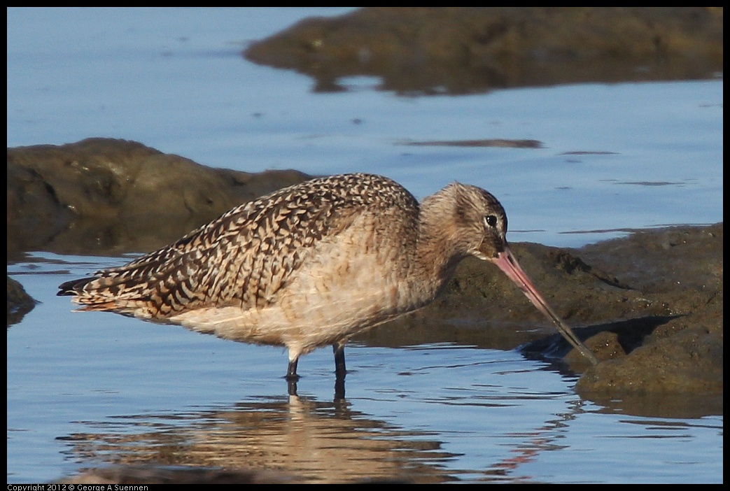 0115-145917-01.jpg - Marbled Godwit