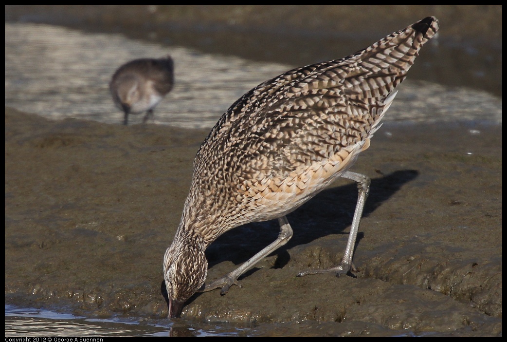 0115-145948-01.jpg - Long-billed Curlew