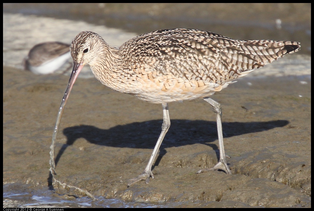 0115-145949-01.jpg - Long-billed Curlew