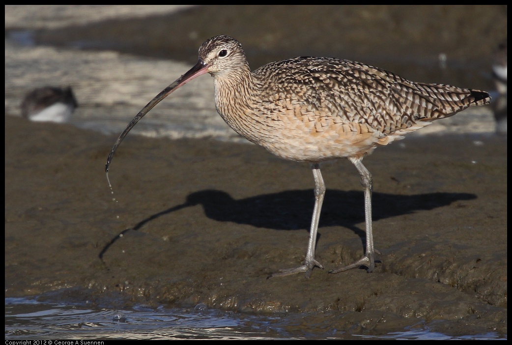 0115-145953-01.jpg - Long-billed Curlew