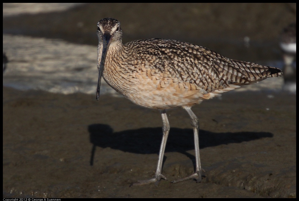 0115-145954-01.jpg - Long-billed Curlew