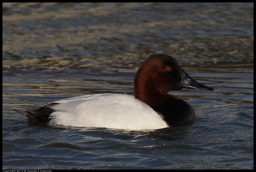 0115-150003-03.jpg - Canvasback