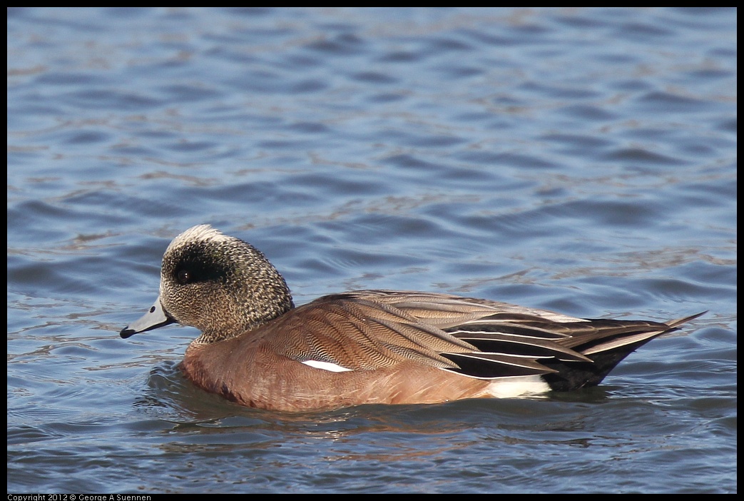 0115-150450-01.jpg - American Wigeon