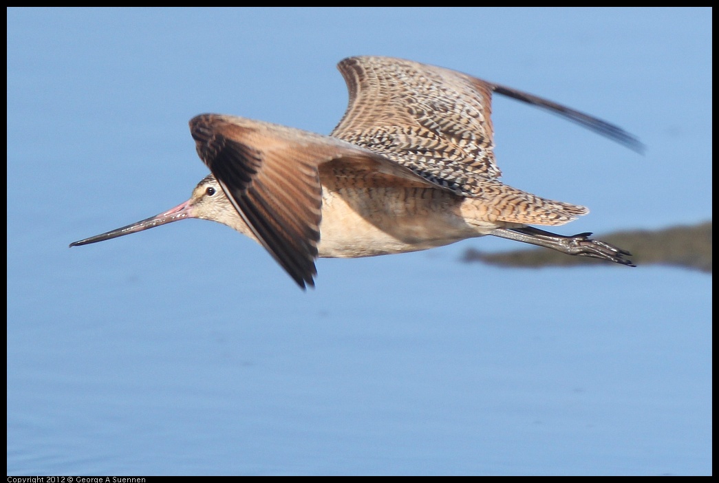 0115-150457-03.jpg - Marbled Godwit