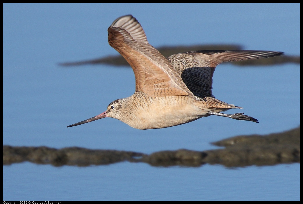 0115-150458-03.jpg - Marbled Godwit