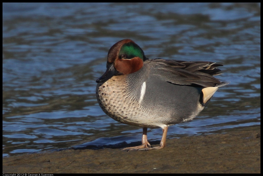 0115-150605-02.jpg - Green-winged Teal