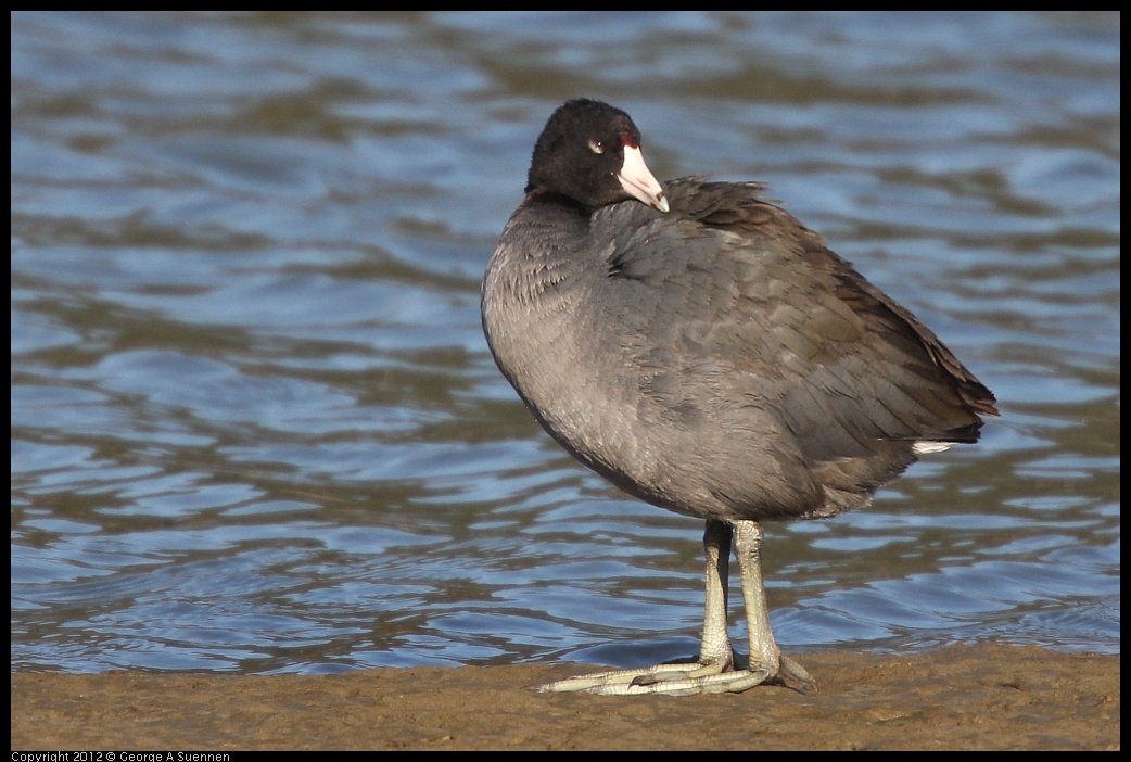 0115-150801-01.jpg - American Coot