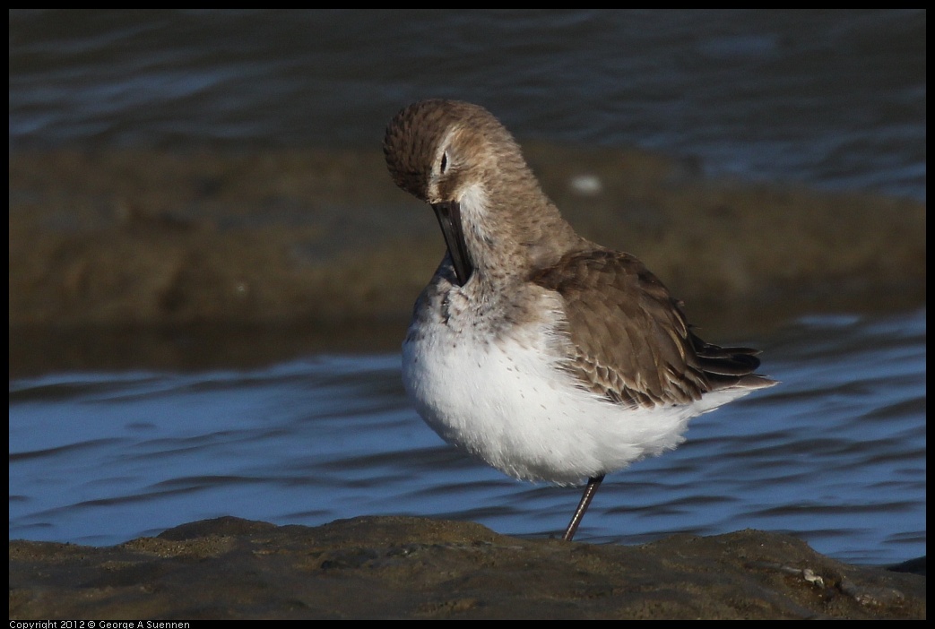 0115-150913-02.jpg - Dunlin