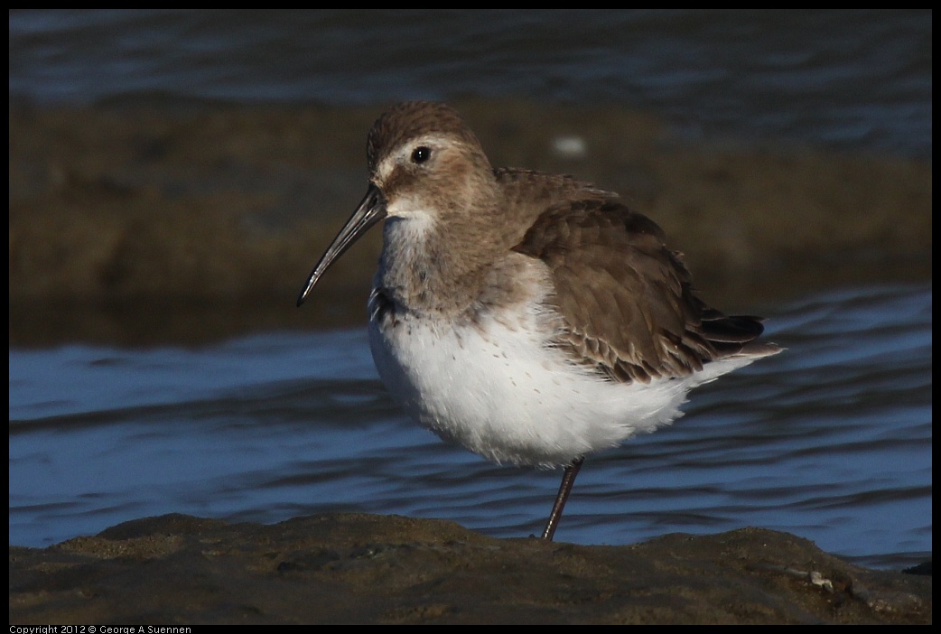 0115-150915-02.jpg - Dunlin