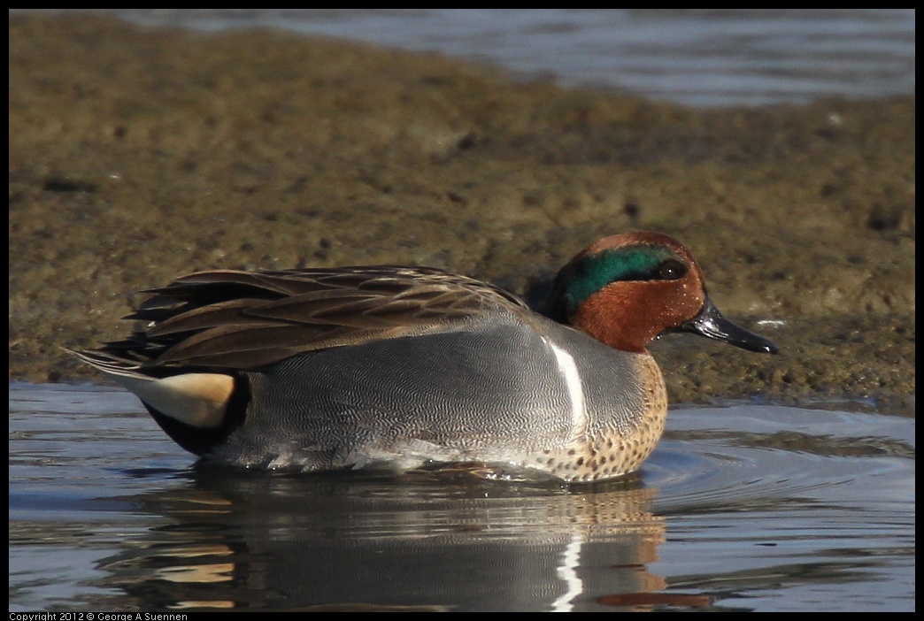 0115-150953-01.jpg - Green-winged Teal