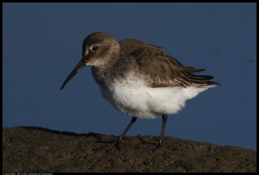 0115-151026-01.jpg - Dunlin