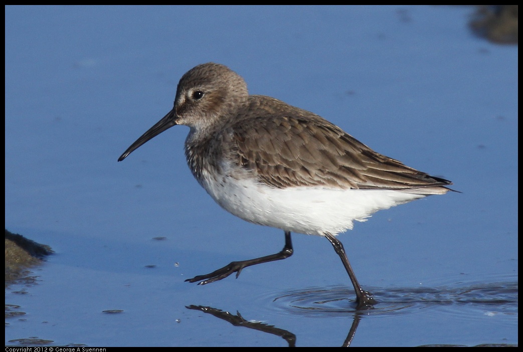 0115-151031-01.jpg - Dunlin