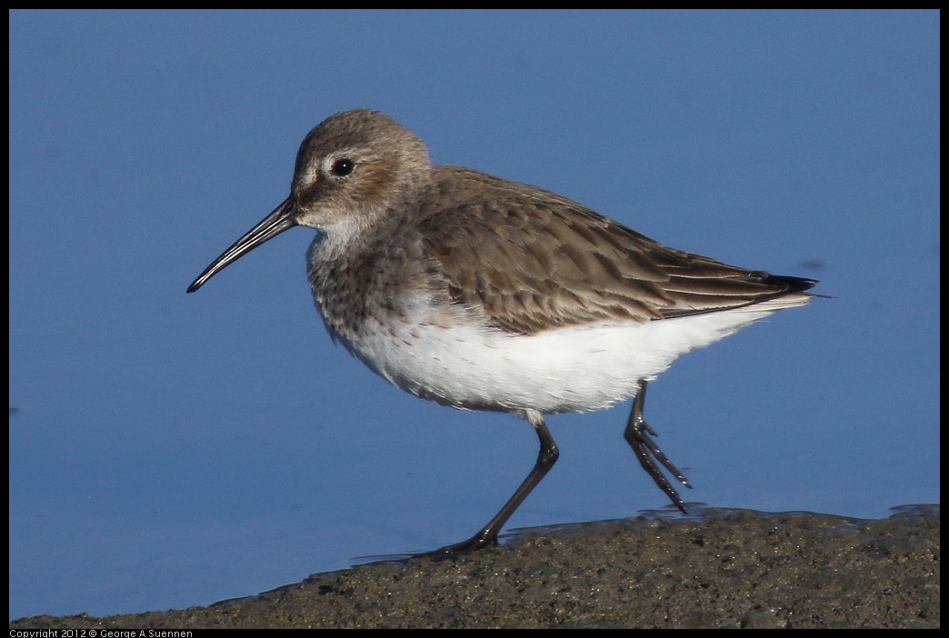 0115-151032-04.jpg - Dunlin