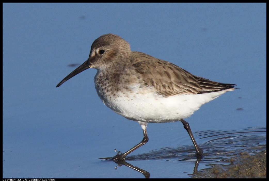 0115-151033-02.jpg - Dunlin