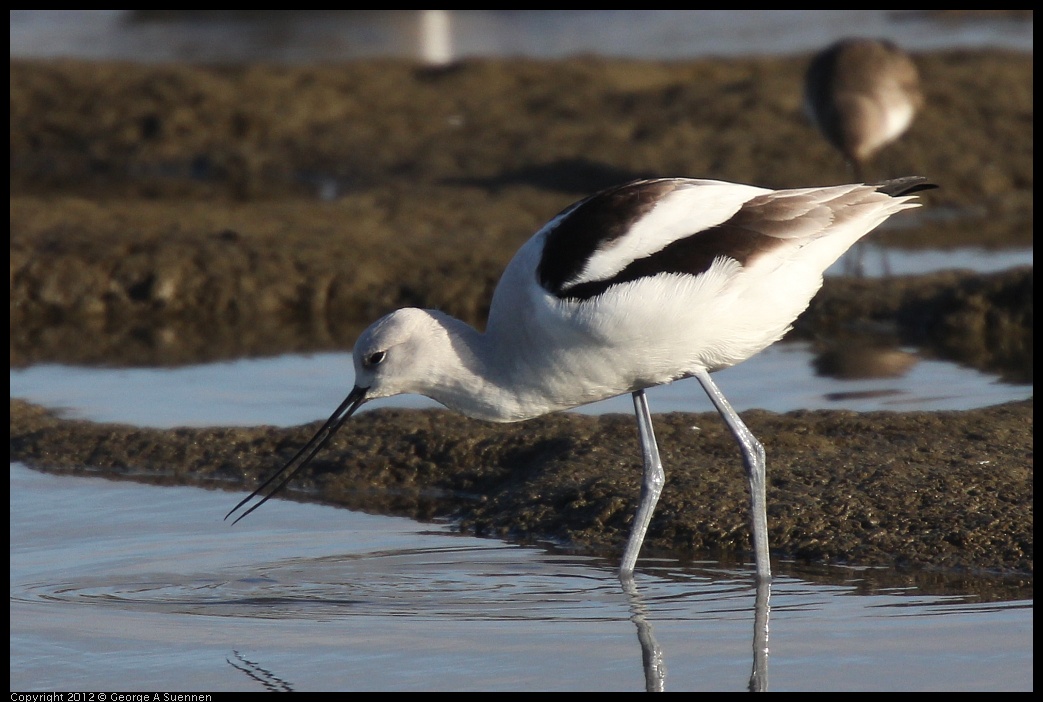 0115-151102-01.jpg - American Avocet