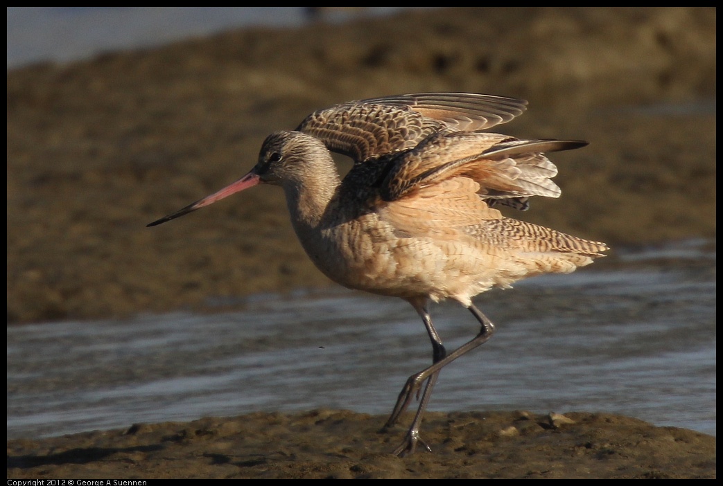 0115-151130-02.jpg - Marbled Godwit