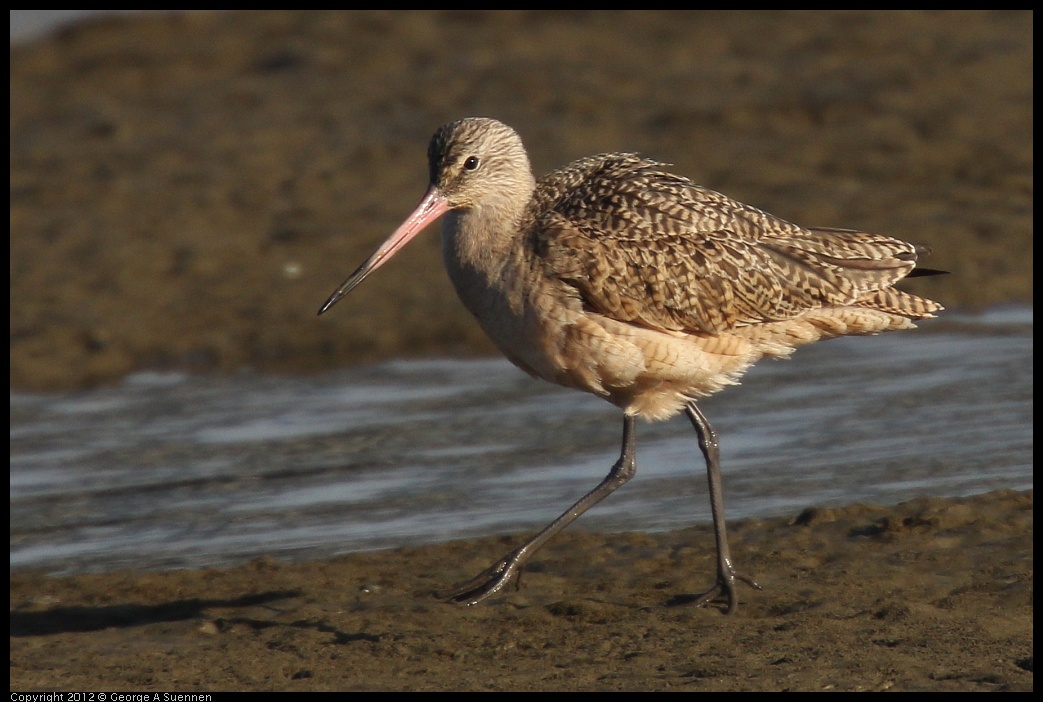 0115-151131-03.jpg - Marbled Godwit