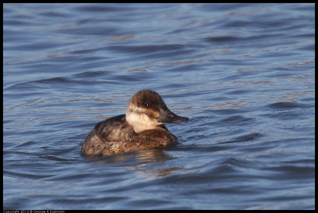 0115-151257-02.jpg - Ruddy Duck