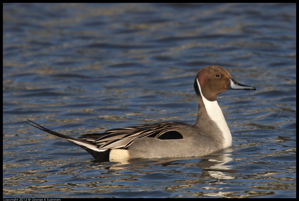 0115-151302-01.jpg - Northern Pintail