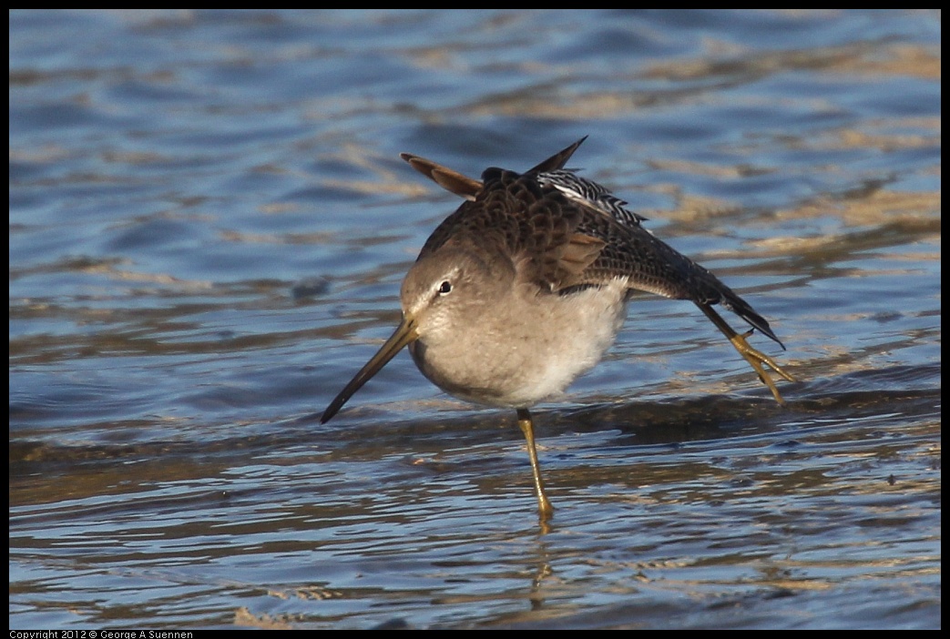 0115-151328-02.jpg - Short-billed Dowitcher