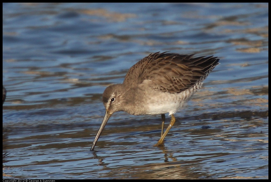 0115-151334-02.jpg - Short-billed Dowitcher