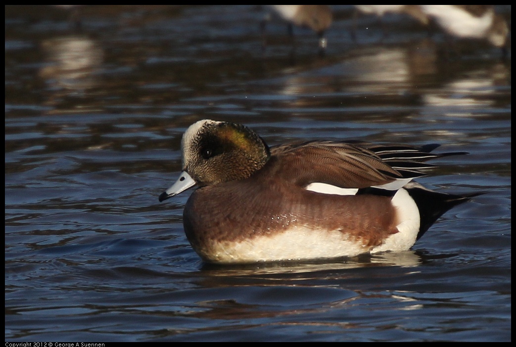 0115-151357-01.jpg - American Wigeon