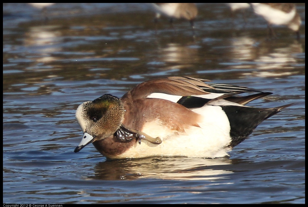 0115-151358-01.jpg - American Wigeon