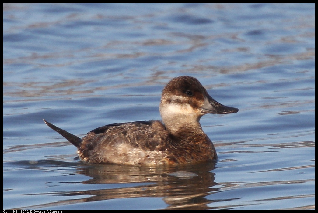 0115-151438-02.jpg - Ruddy Duck