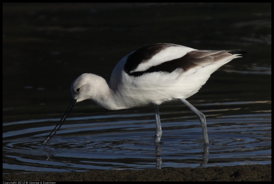 0115-151515-01.jpg - American Avocet