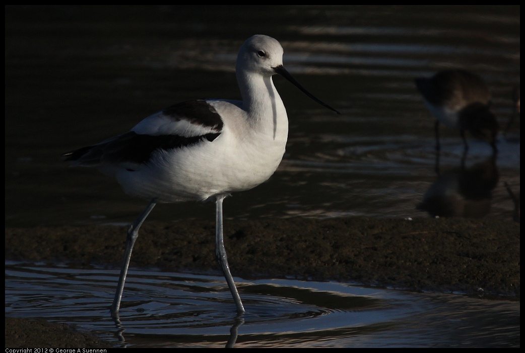 0115-151526-01.jpg - American Avocet