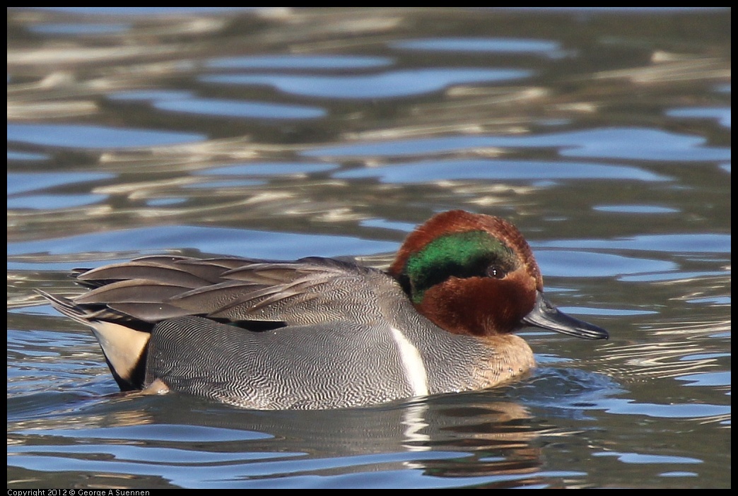 0115-152353-01.jpg - Green-winged Teal