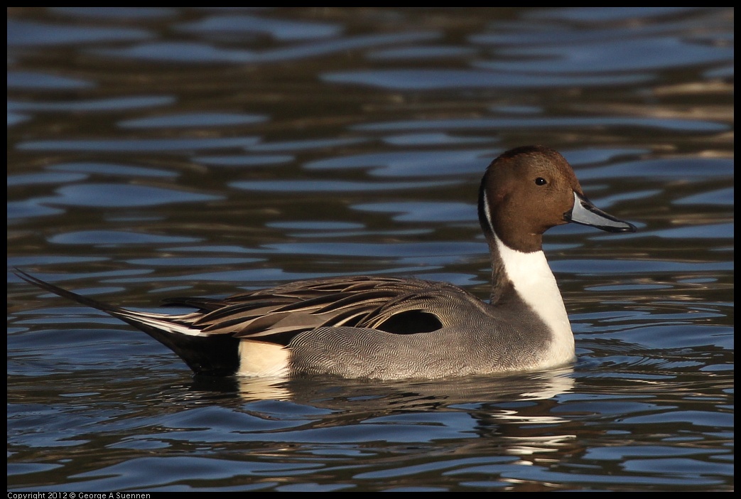 0115-152538-03.jpg - Northern Pintail