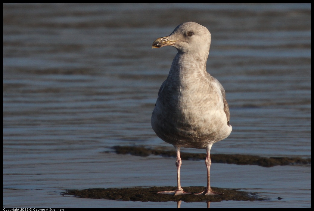 0115-152619-03.jpg - Herring Gull