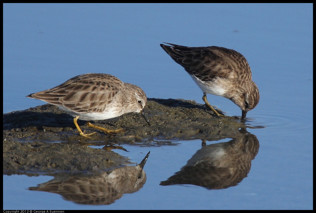 0115-152632-02.jpg - Least Sandpiper