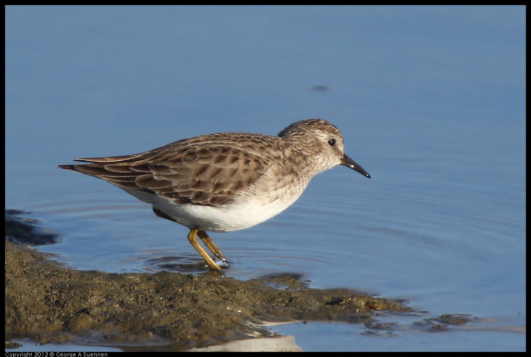 0115-152634-01.jpg - Least Sandpiper