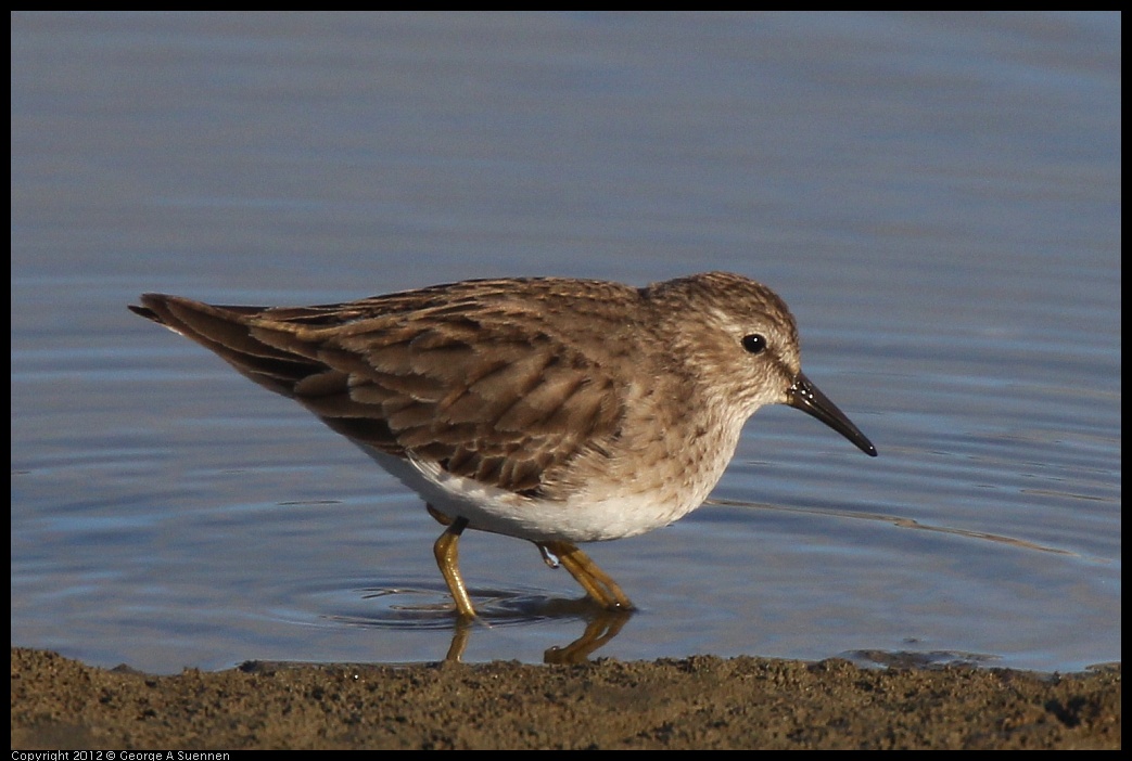 0115-152648-01.jpg - Least Sandpiper