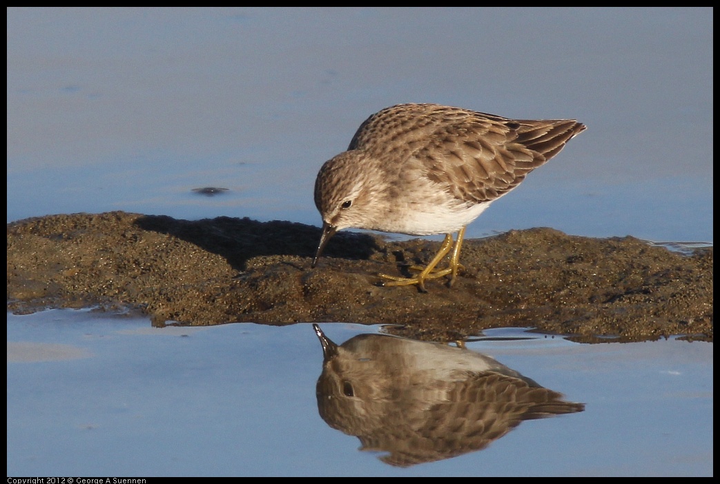 0115-152705-01.jpg - Least Sandpiper