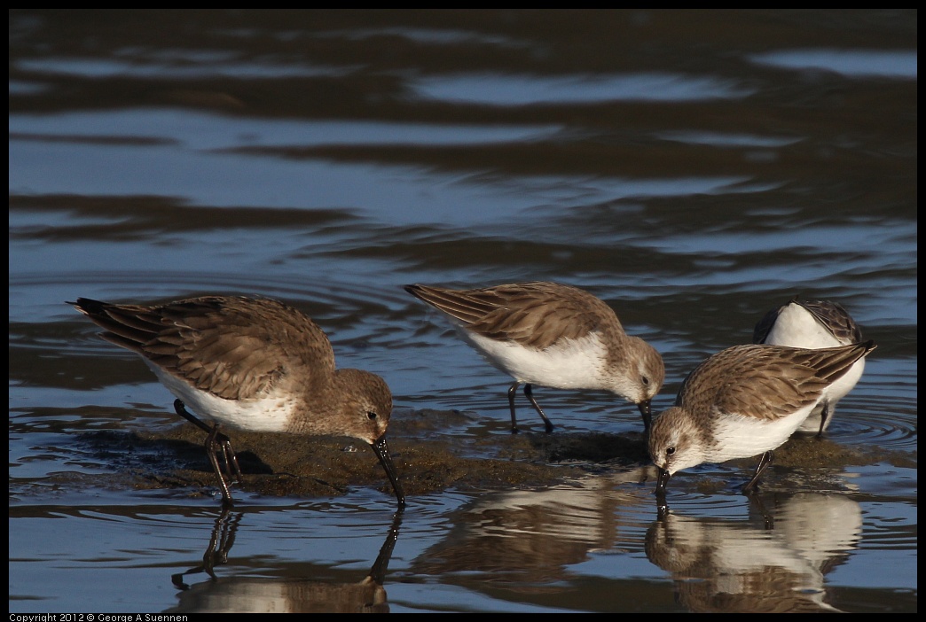 0115-152830-02.jpg - Dunlin and Western Sandpipers