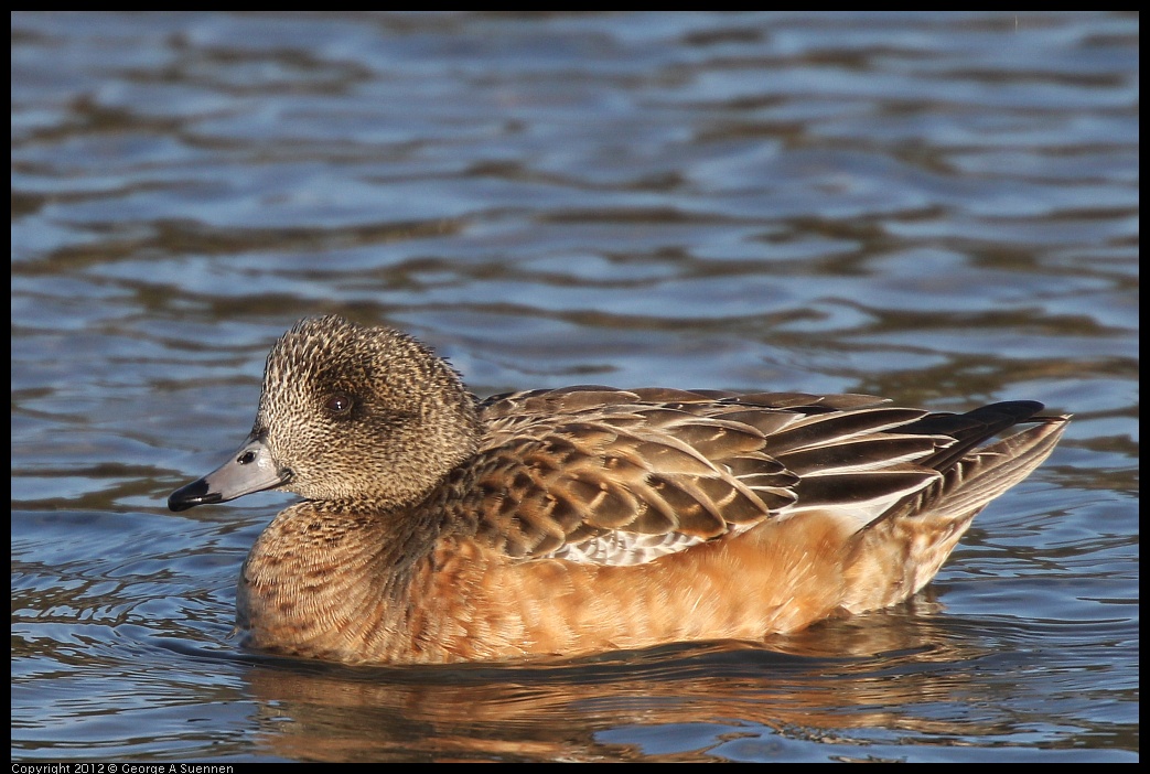 0115-152941-01.jpg - Wigeon