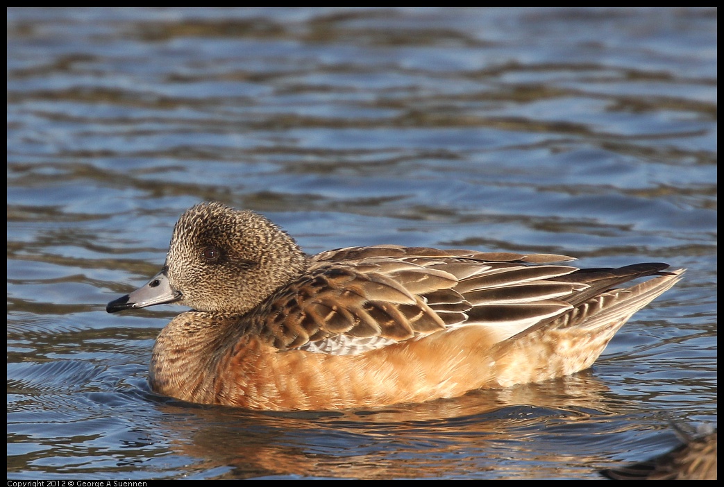 0115-152945-04.jpg - Wigeon