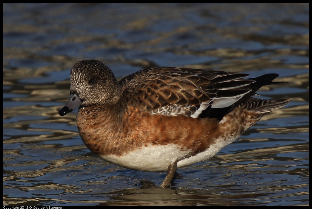 0115-153037-01.jpg - Wigeon