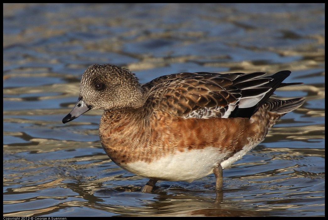 0115-153037-03.jpg - Wigeon